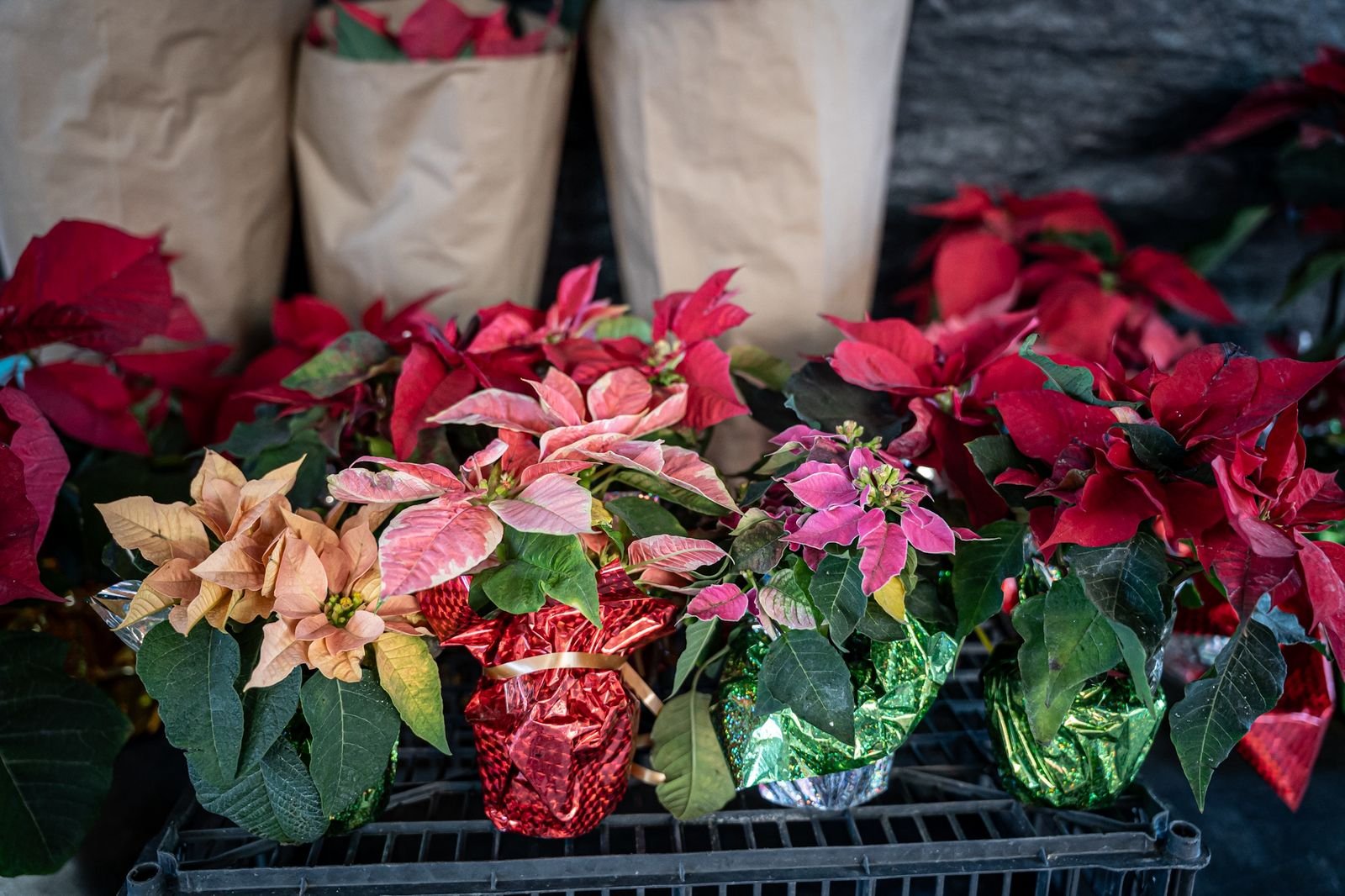 Imagen de WhatsApp 2025-12-05 a las 17.52.06_96ef291b