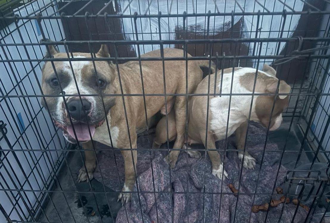 Imagen de WhatsApp 2025-12-09 a las 17.29.44_3cb20506