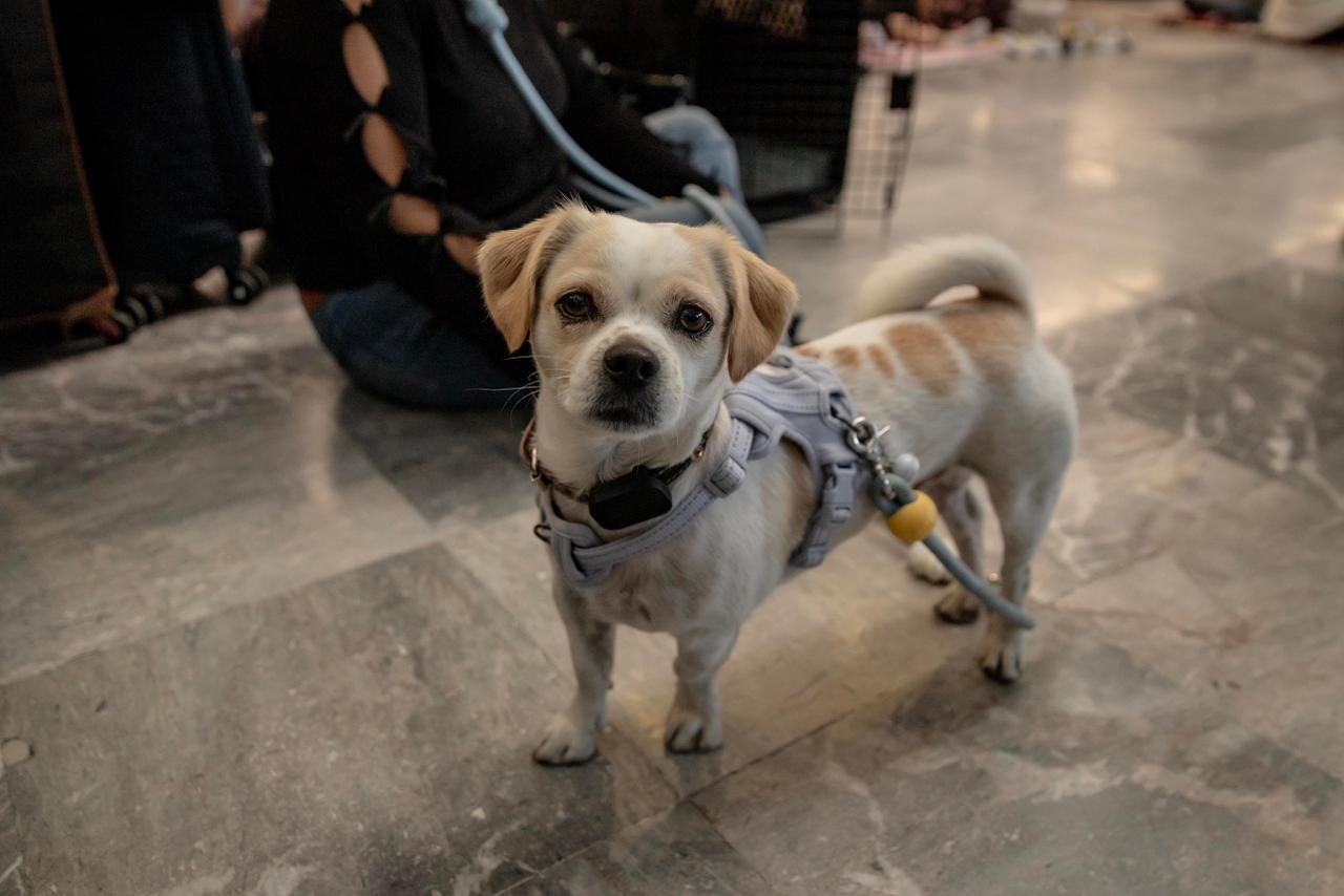 Imagen de WhatsApp 2025-12-17 a las 11.57.34_b28ff6b8