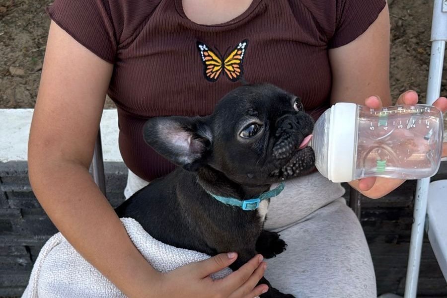 WhatsApp Image 2026-03-17 at 5.56.47 PM